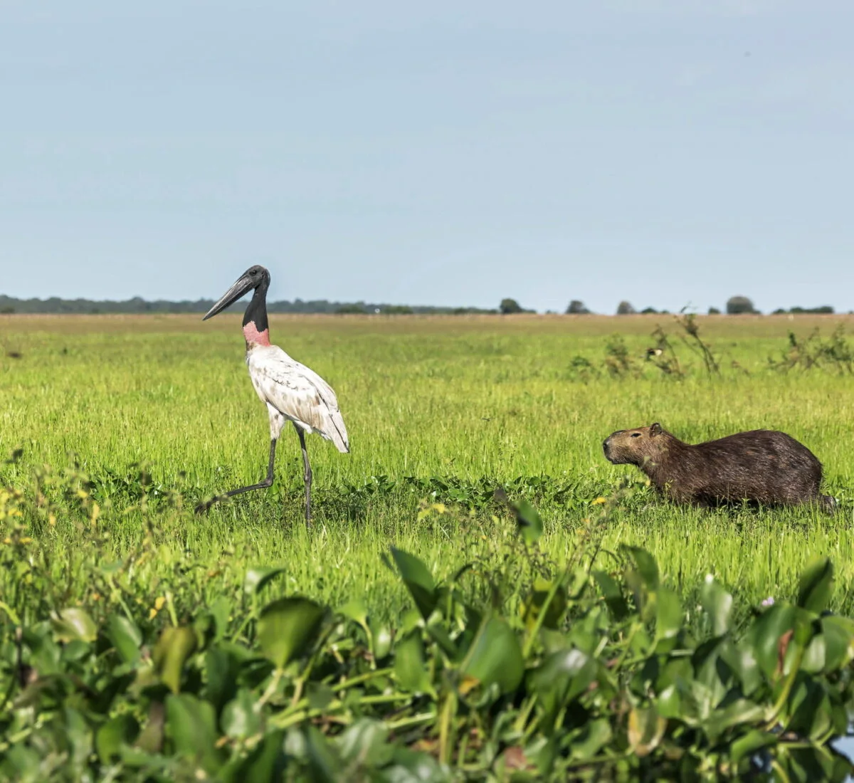 Ruta Mérida–Llanos