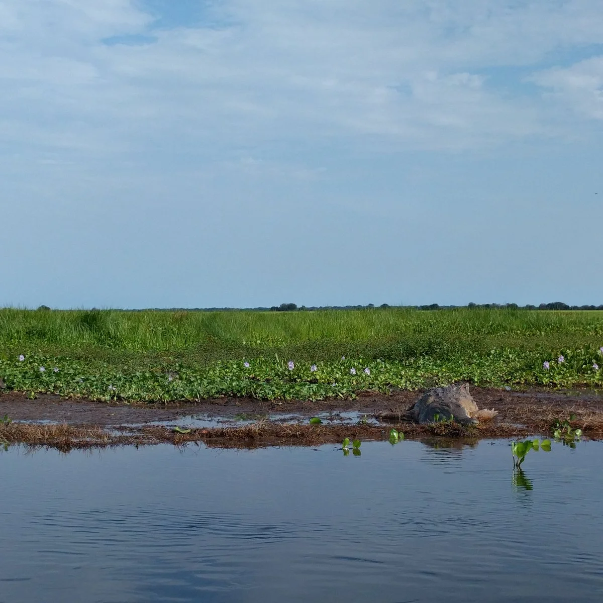 Hatos llaneros