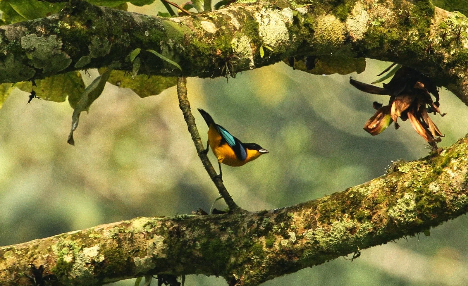 Birding Henri Pittier