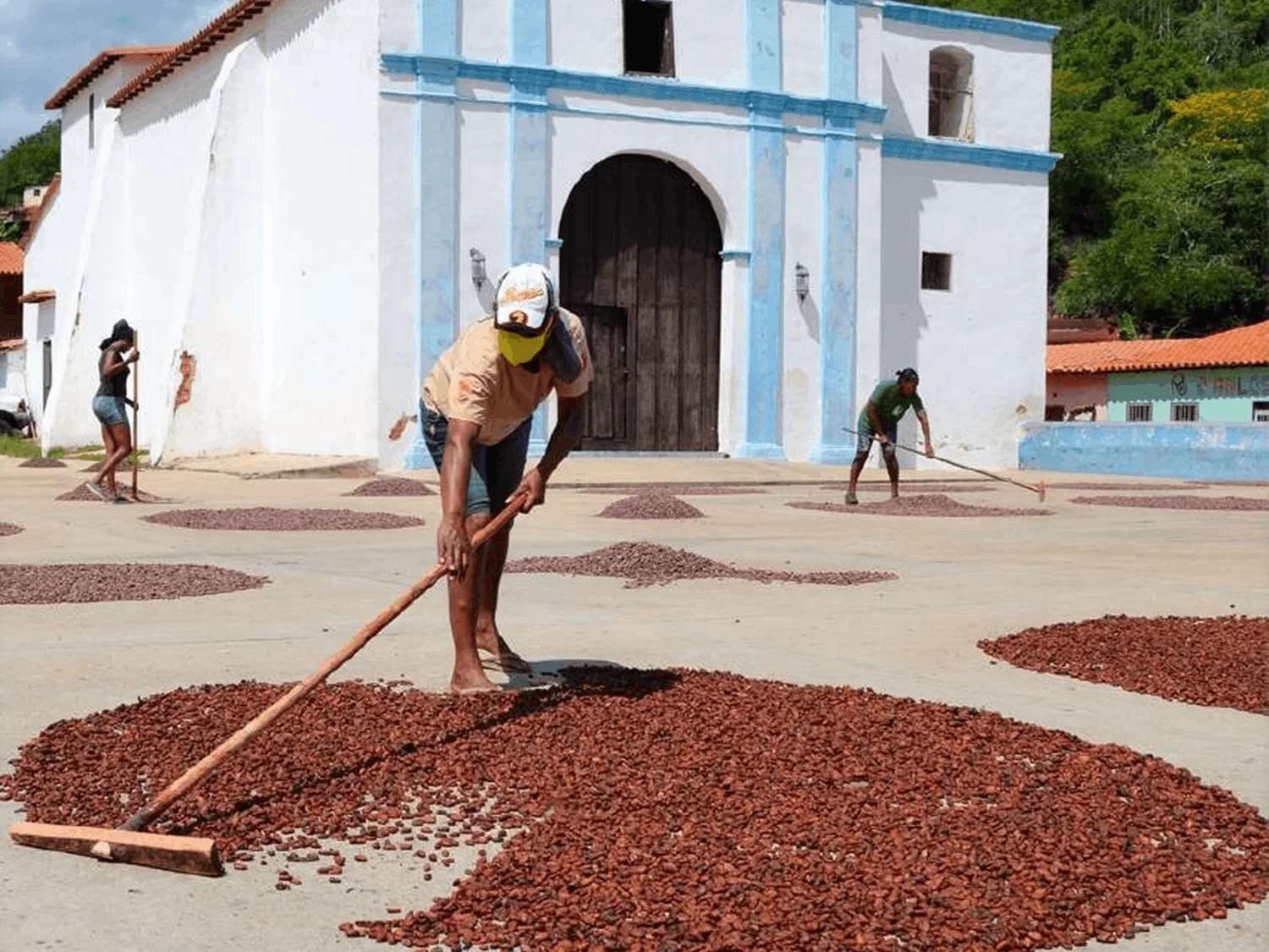 Cacao Chuao Maracay