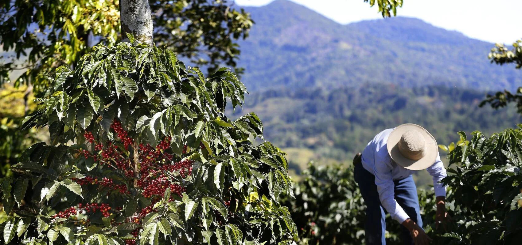Finca café Táchira